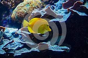 Close-up shot of a yellow tang fish swimming in an aquarium