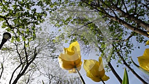 Close up shot of yellow tulips in Emirgan Park