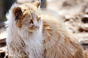 Close up shot of a yellow and white stray cat.