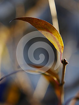 A close-up shot of a yellowish leaf