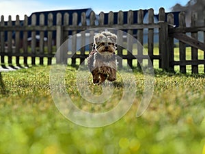Close-up shot of a yorkshire terrier runnig on the yard photo