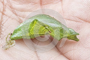 Close up shot of the papilio demoleus pupa.