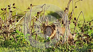 Close up shot of young baby lion cub playing alone, African Wildlife in Maasai Mara National Reserve