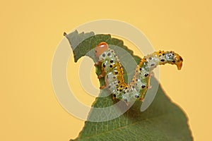 young Caterpillar feeding on rose plant leaf