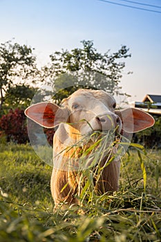 close up shot of young cow eating grass