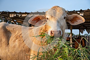 close up shot of young cow eating grass