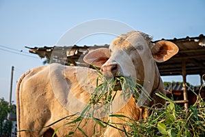 close up shot of young cow eating grass in countryside of thailand