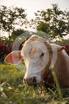 close up shot of young cow eating grass in countryside of thailand