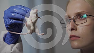 Close up shot of young female scientist in rubber gloves holding white laboratory rat and talking to her colleagues