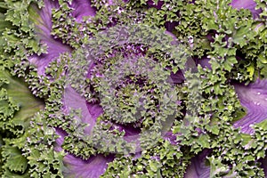 Close up shot of young red Cabbage leaves