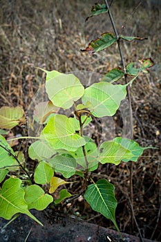 A close up shot of a young sacred fig, Ficus religiosa plant growing in the wild in India. It is also known as the bodhi tree