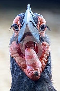 Close up shot of a young Southern ground hornbill Bucorvus leadbeateri in natural habitat