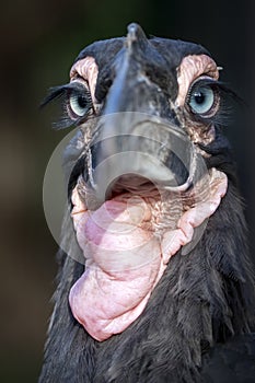 Close up shot of a young Southern ground hornbill Bucorvus leadbeateri in natural habitat