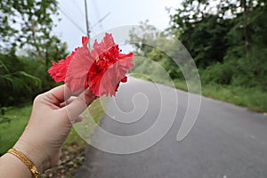 Close-up shot of young woman& x27;s hand holding red hibiscus flower blossom in forest road background