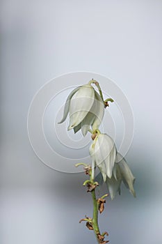 Close up shot of Yucca plant flower photo