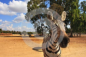 Close-up shot of zebra.