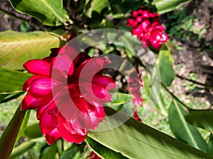 Close-up shot of the Zingiberales flower growing in nature.