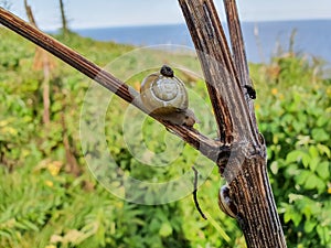 Close up shots of the animal kingdom in nature