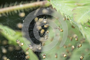 Close up shots of baby spiders on nest