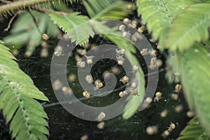 Close up shots of baby spiders on nest