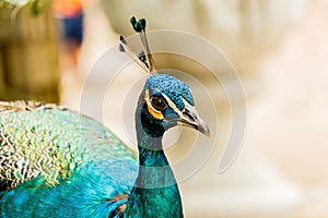 Close up shots of a Beautiful Male Peacock.