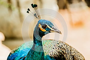 Close up shots of a Beautiful Male Peacock.