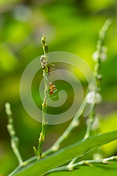 Close-up shots of small red ants are climbing on the top of the tree. On the background, green nature, refreshing