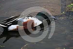 A close up of a Shoveller photo