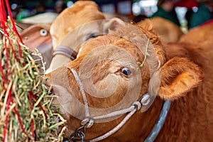 Close-Up Of A Show Cow Eating