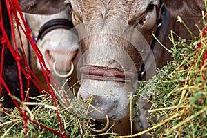 Close-Up Of A Show Cow Prior To Being Judged