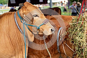 Close-Up Of A Show Cow Prior To Judging