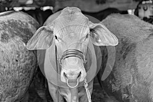 Close-Up Of A Show Cow Prior To Judging