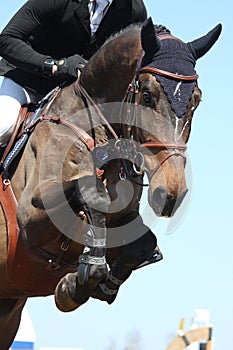 Close up of show jumping horse