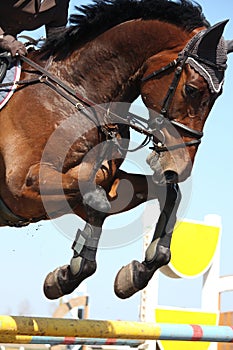 Close up of show jumping horse