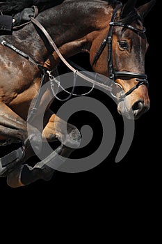 Close up of show jumping horse isolated on black