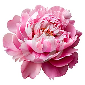 close-up showcases a vibrant pink peony, its lush petals bursting with radiant colors.