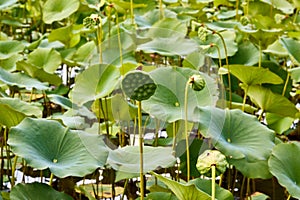 Close up of shower head like seed head of Nelumbo lutea, American Lotus flower in a sea of lilypads