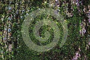 The bark of a tree covered with moss photo