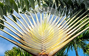 Close-up showing detail of a traveler`s palm