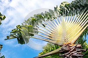 Close-up showing detail of a traveler`s palm