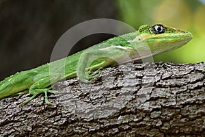 Green lizard close up details photo