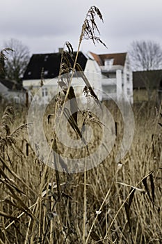 Close up from showing winter meadow in Denmark, with houses as backdrop