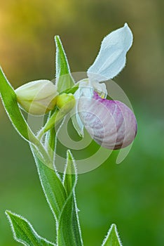 Close-up of Showy Lady Slipper with Dew