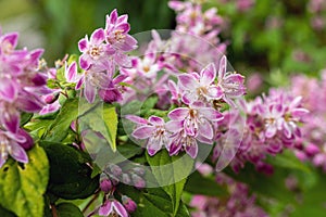 Close up shrub with pink flowers. Deutzia raspberry sundae. Deutzia Strawberry Fields. Deutzia gracilis Rosea