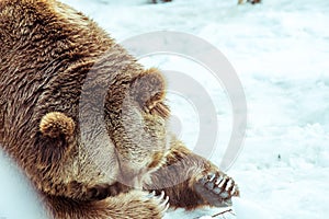 Close-up shy Grizzly Bear in the winter with snow life styleeat play chill