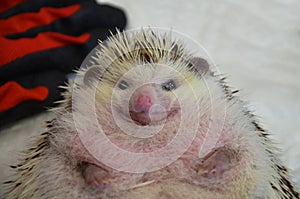 Close up of a shy and morbidly obese african male hedgehog
