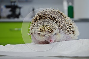 Close up of a shy and morbidly obese african male hedgehog at the vet, on the examination table photo