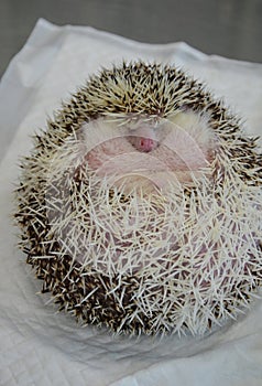 Close up of a shy and morbidly obese, curled up african male hedgehog photo