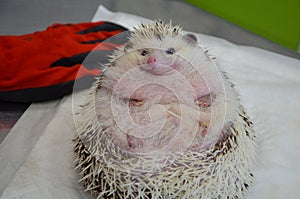 Close up of a shy and morbidly obese, curled up african male hedgehog