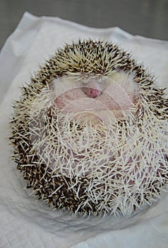 Close up of a shy and morbidly obese, curled up african male hedgehog